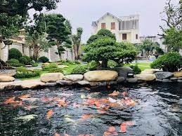 HỆ SINH THÁI KHỎE MẠNH: Vệ Sinh Công Nghiệp Hồ Cá Koi, Hồ Cảnh Quan – Loại Bỏ Rong Rêu